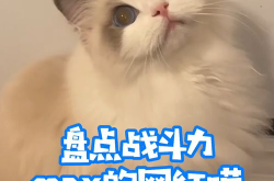网红猫咪表,萌态万千，网络红人背后的温馨故事