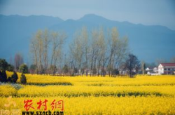 网红黄塘,网红崛起之路，揭秘网络红人的魅力与挑战